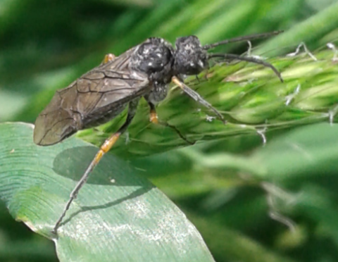 Tenthredinidae : Dolerus gonager